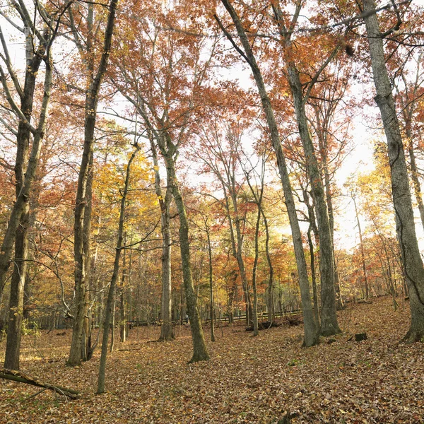 Őszi szín a fák. — Stock Fotó