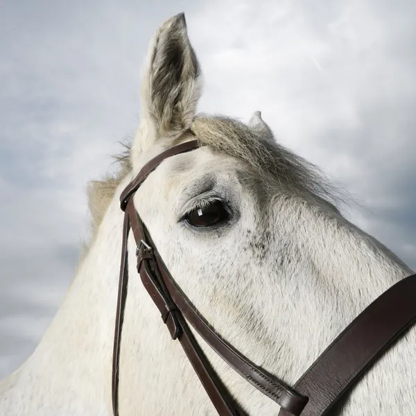 Cavallo bianco . — Foto Stock
