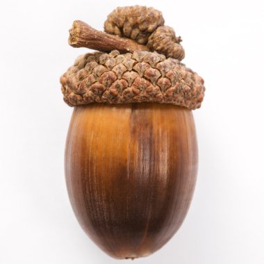 Still life of acorn. clipart