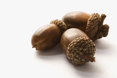 Still life of acorns. clipart