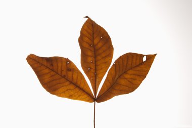 Hickory leaves on white. clipart