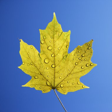 Yellow maple leaf. clipart