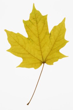 Maple leaf on white. clipart