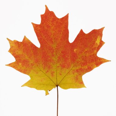 Maple leaf in Fall color. clipart