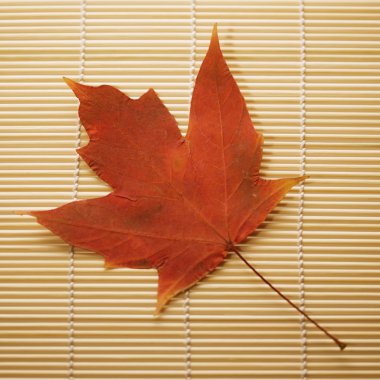 Maple leaf on bamboo mat. clipart