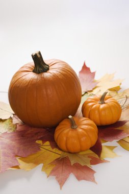 Fall still life. clipart