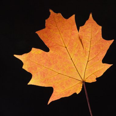 Orange Maple leaf on black. clipart