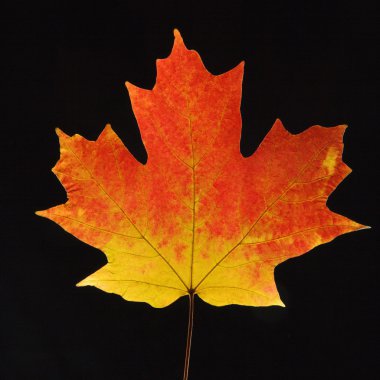 Maple leaf on black. clipart