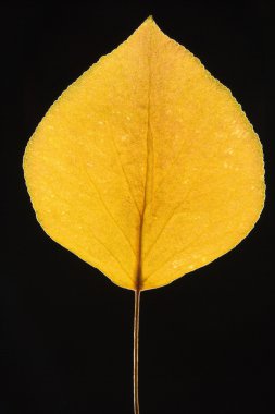 Yellow Bradford pear leaf. clipart