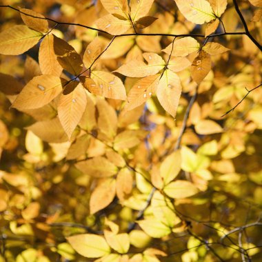 Yellow tree leaves. clipart