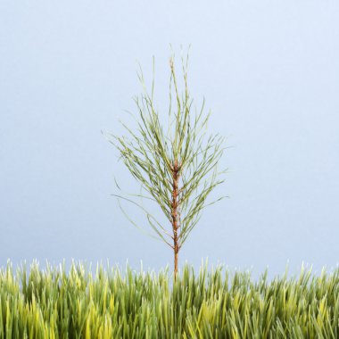 Sapling tree and grass. clipart