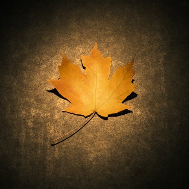 Yellow maple leaf. clipart