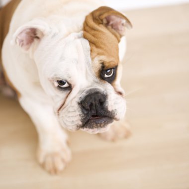 Bulldog sitting on wood floor. clipart