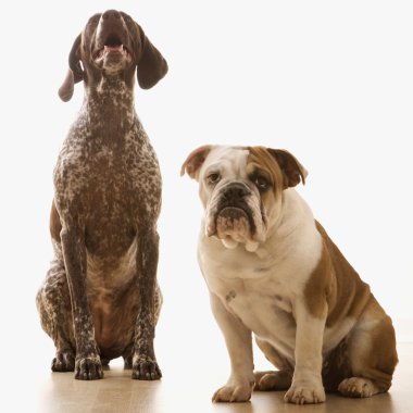 Two dogs sitting. clipart