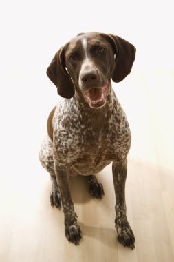 German Shorthaired Pointer. clipart