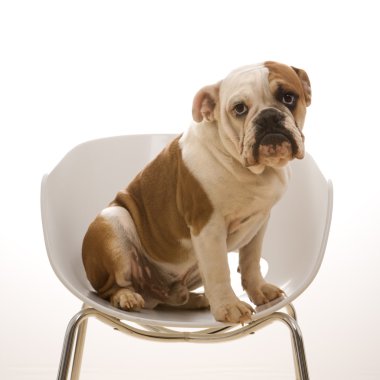 English Bulldog portrait. clipart