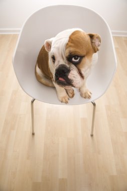 English Bulldog in chair. clipart