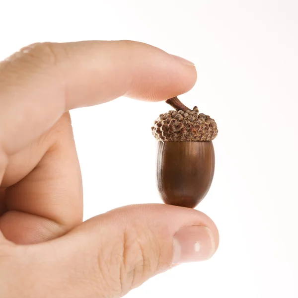 Hand holding acorn. — Stock Photo, Image