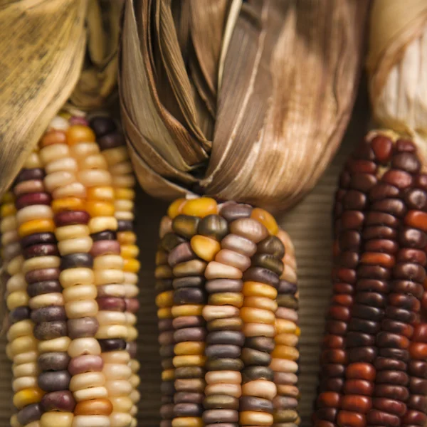 Veelkleurige maïs. — Stockfoto
