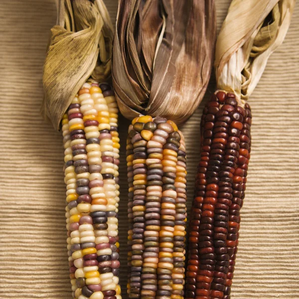 Multicolored Indian corn. — Stock Photo, Image