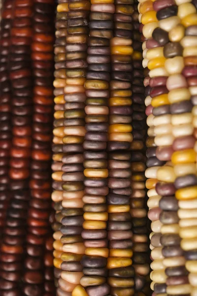 Multicolored Indian corn. — Stock Photo, Image