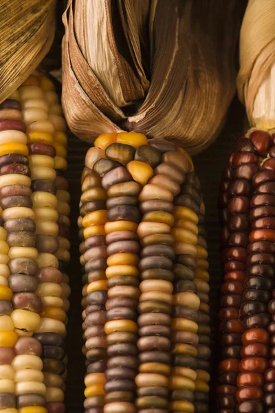Mehrfarbiger indischer Mais. — Stockfoto