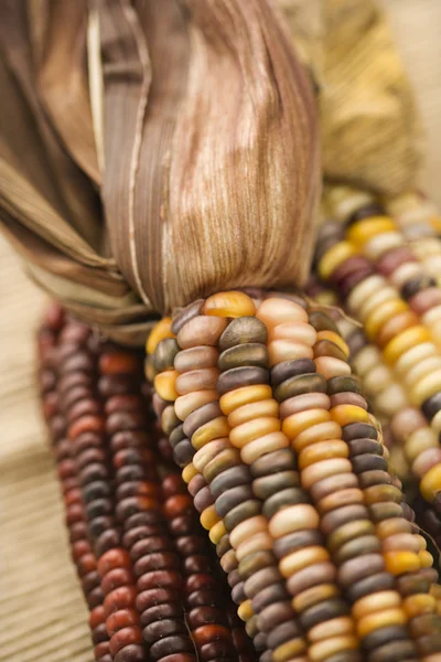 Mångfärgade indiska majs. — Stockfoto