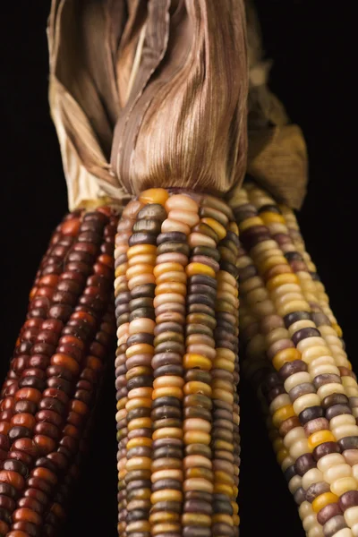 Vícebarevné indické kukuřice. — Stock fotografie