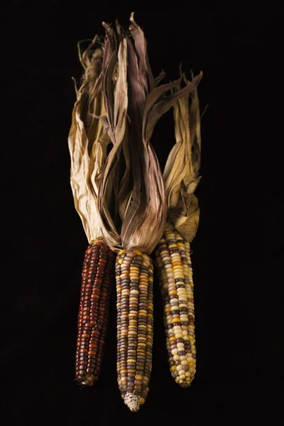 Mångfärgade indiska majs. — Stockfoto