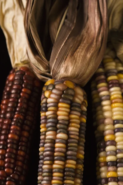 Milho indiano multicolorido . — Fotografia de Stock