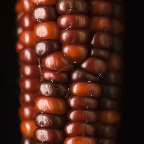 Red Indian corn. — Stock Photo, Image
