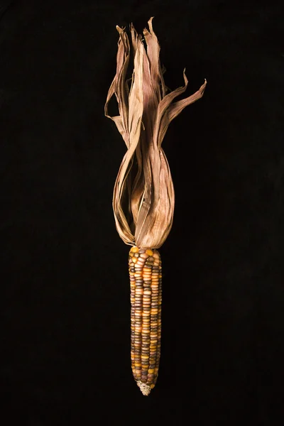 Різнокольорові Індійська кукурудзи . — стокове фото