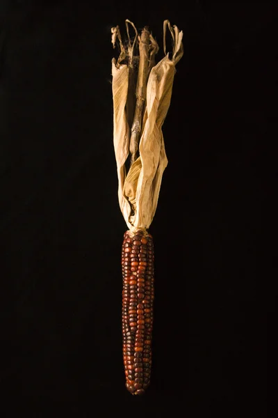 Wielobarwny indian corn. — Zdjęcie stockowe
