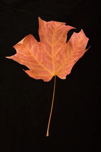 Κόκκινο φύλλο σφενδάμου. — Φωτογραφία Αρχείου