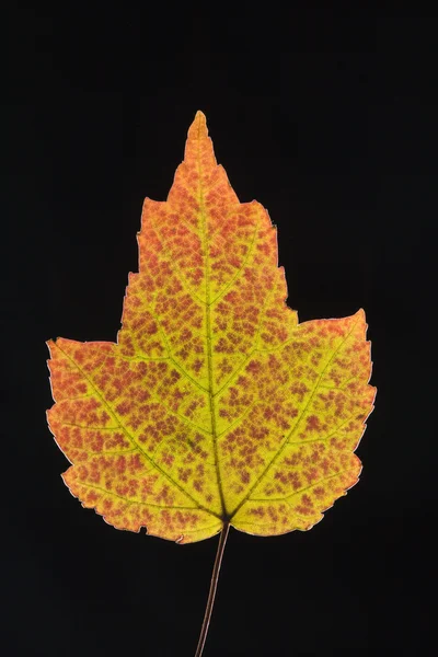 Javorový list v pádu barvy. — Stock fotografie