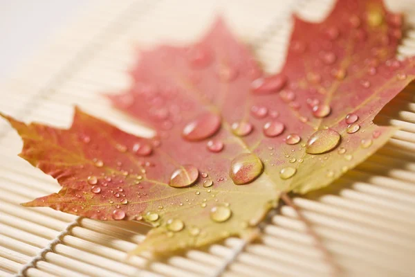 Maple leaf on bamboo mat. — Stock Photo, Image