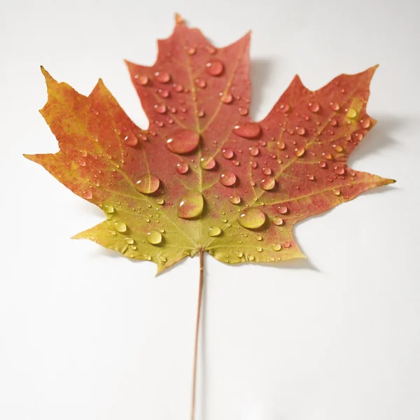 Foglia d'acero nel colore dell'autunno . — Foto Stock