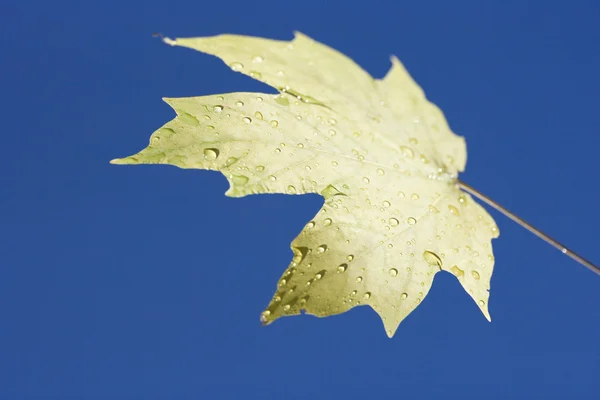 Akçaağaç yaprağı. — Stok fotoğraf