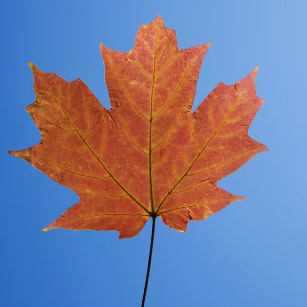 Kırmızı akçaağaç yaprağı. — Stok fotoğraf