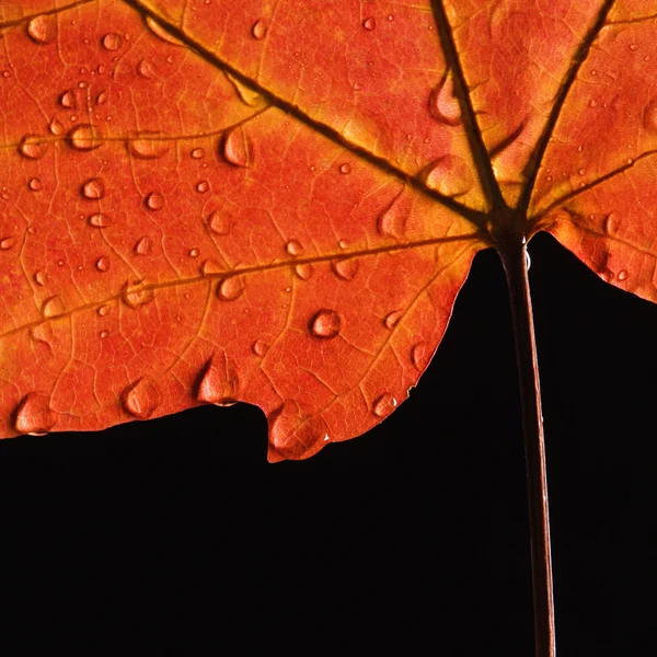 赤いカエデの葉. — ストック写真