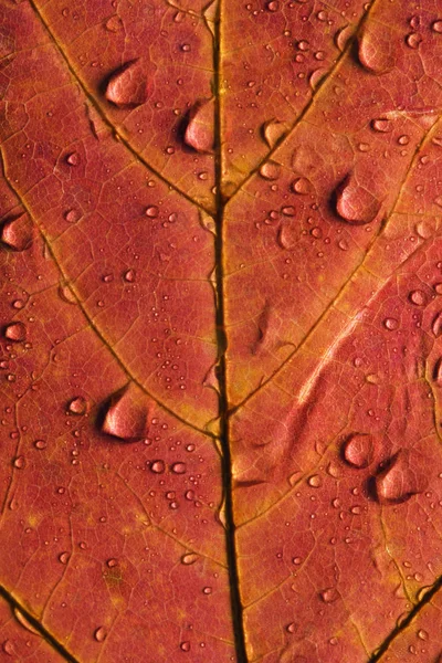 Maple leaf close up . — стоковое фото