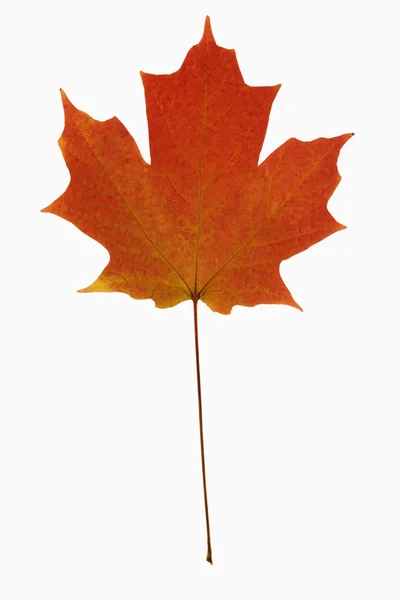 Red Maple leaf on white. — Stock Photo, Image