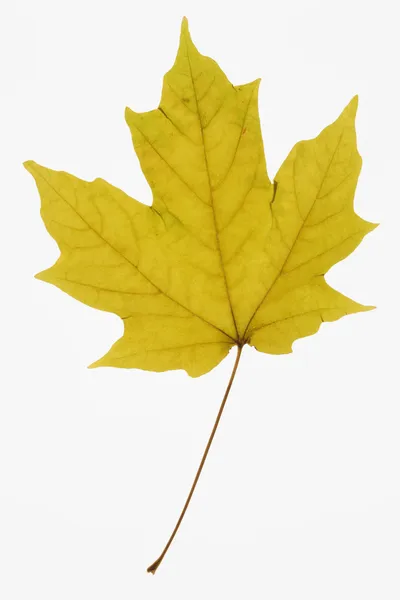 Maple leaf on white. — Stock Photo, Image