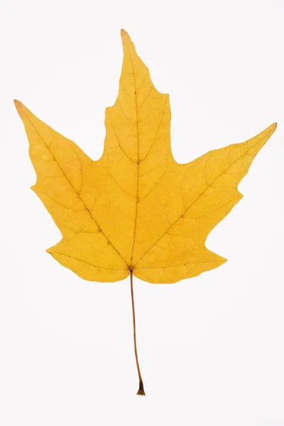 Желтый кленовый лист . — стоковое фото