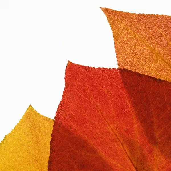 Bradford Pear leaves. — Stock Photo, Image