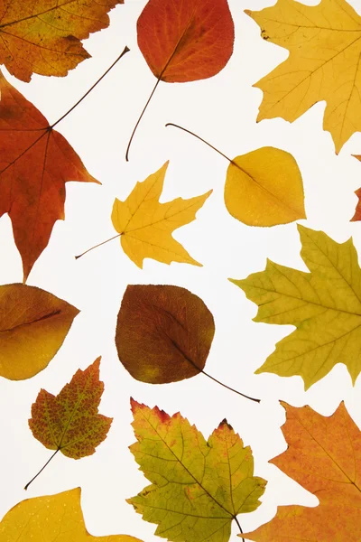 Listy v podzimní barevné listí. — Stock fotografie