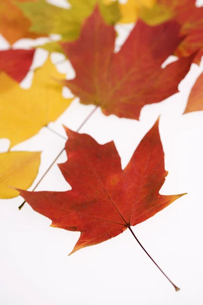 Színes őszi levelek. — Stock Fotó