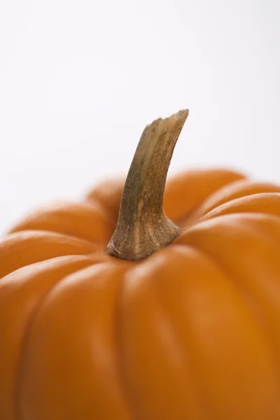 Fall pumpkin. — Stock Photo, Image