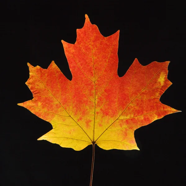 Maple leaf, fekete. — Stock Fotó