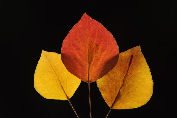 Μπράντφορντ αχλάδι φύλλα. — Φωτογραφία Αρχείου